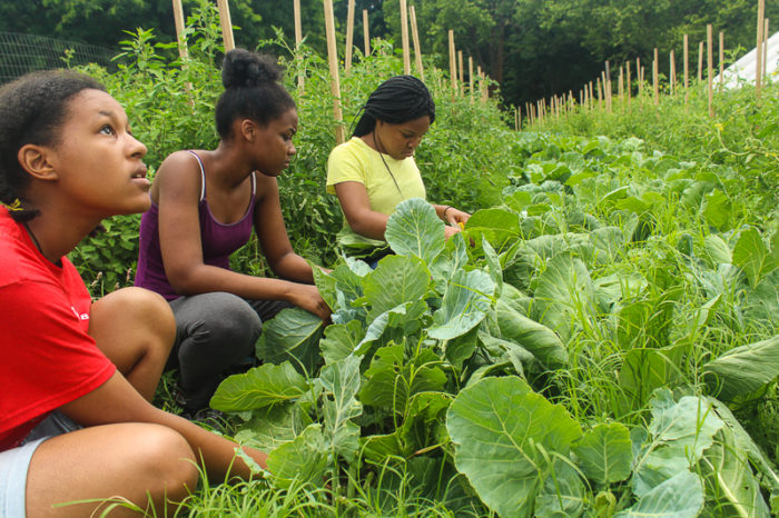Harvesting greens for lunch on Sankofa Community Farm for Our Mothers' Kitchens Camp, 2017. Photo: Gabrielle Clark.