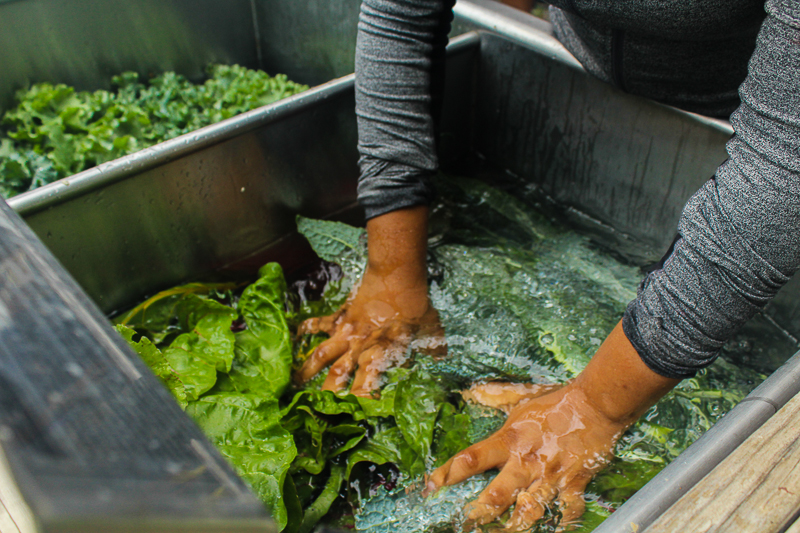 Washing greens, Our Mothers' Kitchens Camp, 2017. Photo: Gabrielle Clark.